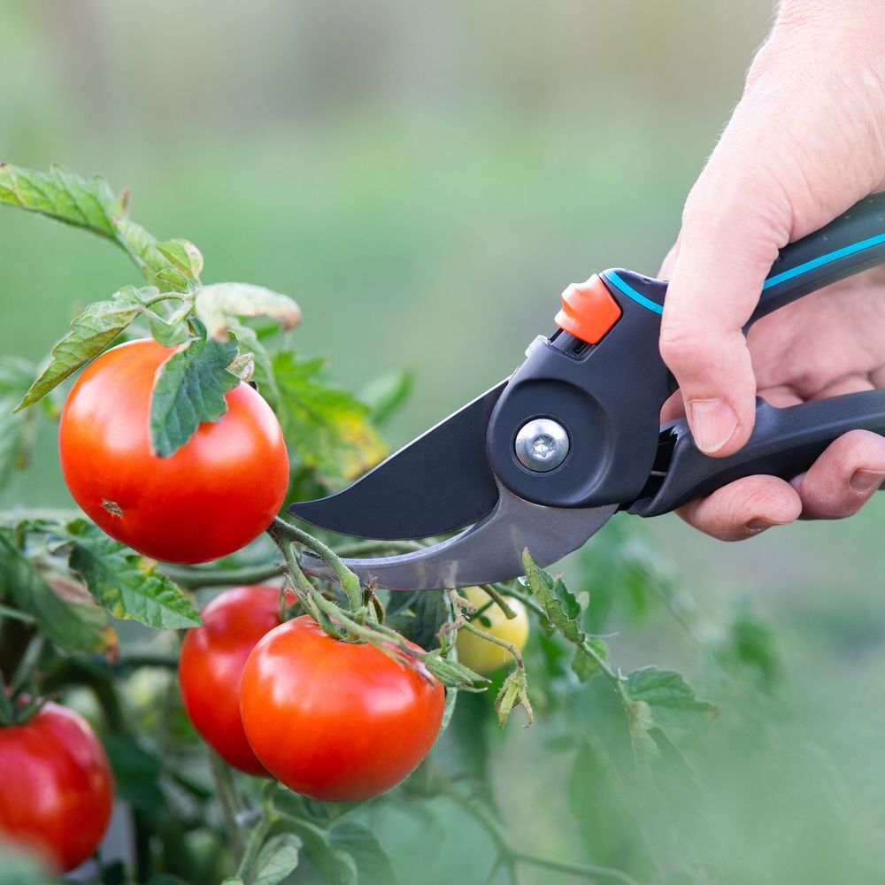 April Member Dinner with Anne Sutherland - logo